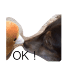 愛犬チョコ（個別スタンプ：12）