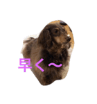 愛犬チョコ（個別スタンプ：13）
