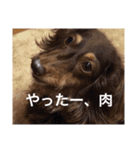 愛犬チョコ（個別スタンプ：16）