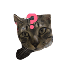 笑う猫、kiri（個別スタンプ：2）