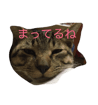 笑う猫、kiri（個別スタンプ：3）
