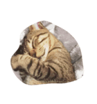 笑う猫、kiri（個別スタンプ：5）