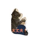 笑う猫、kiri（個別スタンプ：8）