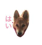 かぴちゃん（個別スタンプ：1）