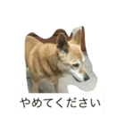 かぴちゃん（個別スタンプ：4）