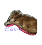 かぴちゃん（個別スタンプ：6）