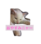 nyankonyanko（個別スタンプ：1）