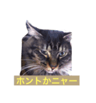 nyankonyanko（個別スタンプ：2）