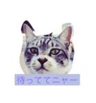 nyankonyanko（個別スタンプ：3）