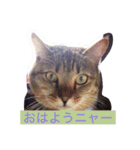 nyankonyanko（個別スタンプ：4）