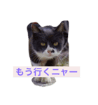 nyankonyanko（個別スタンプ：5）