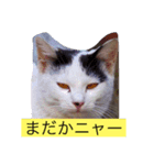 nyankonyanko（個別スタンプ：6）