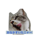 nyankonyanko（個別スタンプ：8）