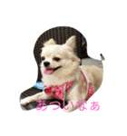 大好きなコロン（個別スタンプ：2）