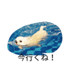 大好きなコロン（個別スタンプ：5）