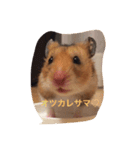ハムスターマロンの日常（個別スタンプ：1）