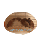 ハムスターマロンの日常（個別スタンプ：8）