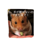 ハムスターマロンの日常（個別スタンプ：9）