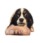 キャバリアきららの日常（個別スタンプ：3）
