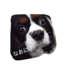 キャバリアきららの日常（個別スタンプ：7）