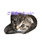 スコティッシュのcocochan3（個別スタンプ：2）