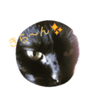 黒猫のマナ（個別スタンプ：4）