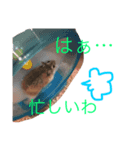 はむちゃんず☆（個別スタンプ：5）