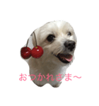 まるちーーず（個別スタンプ：5）