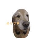 ルークの1日（個別スタンプ：3）
