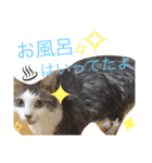 ねこたんのつぶやき（個別スタンプ：1）