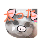 ねこたんのつぶやき（個別スタンプ：2）