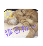 ねこたんのつぶやき（個別スタンプ：3）