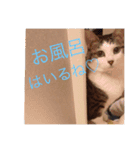 ねこたんのつぶやき（個別スタンプ：4）