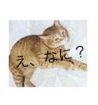 ねこたんのつぶやき（個別スタンプ：5）