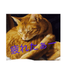ねこたんのつぶやき（個別スタンプ：6）