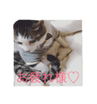 ねこたんのつぶやき（個別スタンプ：7）