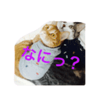 らぶらぶ生活（個別スタンプ：3）
