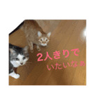 らぶらぶ生活（個別スタンプ：5）