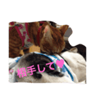 らぶらぶ生活（個別スタンプ：7）