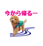 トイプーのダッちゃん（個別スタンプ：2）