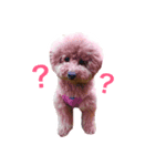 トイプーのダッちゃん（個別スタンプ：6）