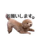 トイプーのダッちゃん（個別スタンプ：7）