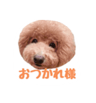 トイプーのダッちゃん（個別スタンプ：8）