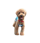 WOOF WOOF（個別スタンプ：2）