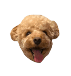 WOOF WOOF（個別スタンプ：5）