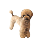 WOOF WOOF（個別スタンプ：6）