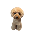 WOOF WOOF（個別スタンプ：8）