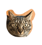 猫のねね（個別スタンプ：1）