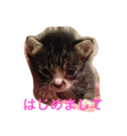 猫のねね（個別スタンプ：2）