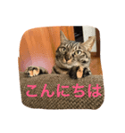 猫のねね（個別スタンプ：3）